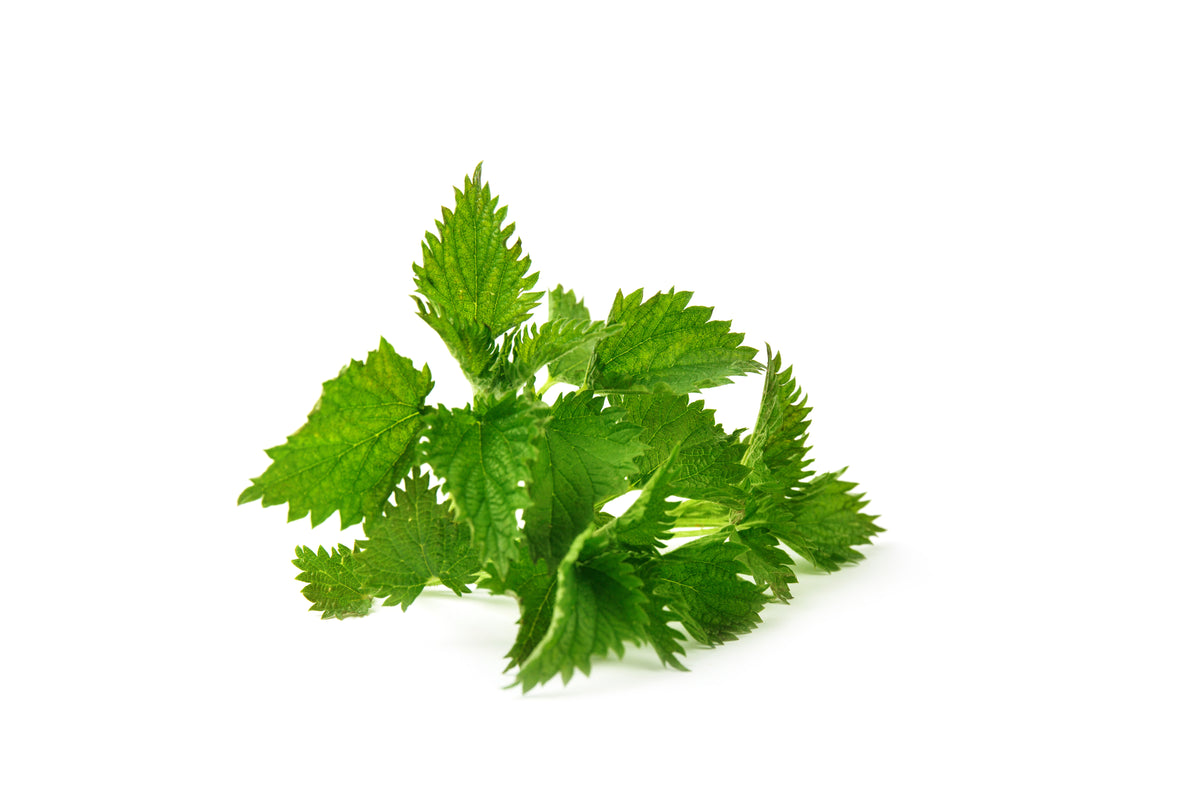 Brännässla (Urtica dioica) med blad mot vit bakgrund