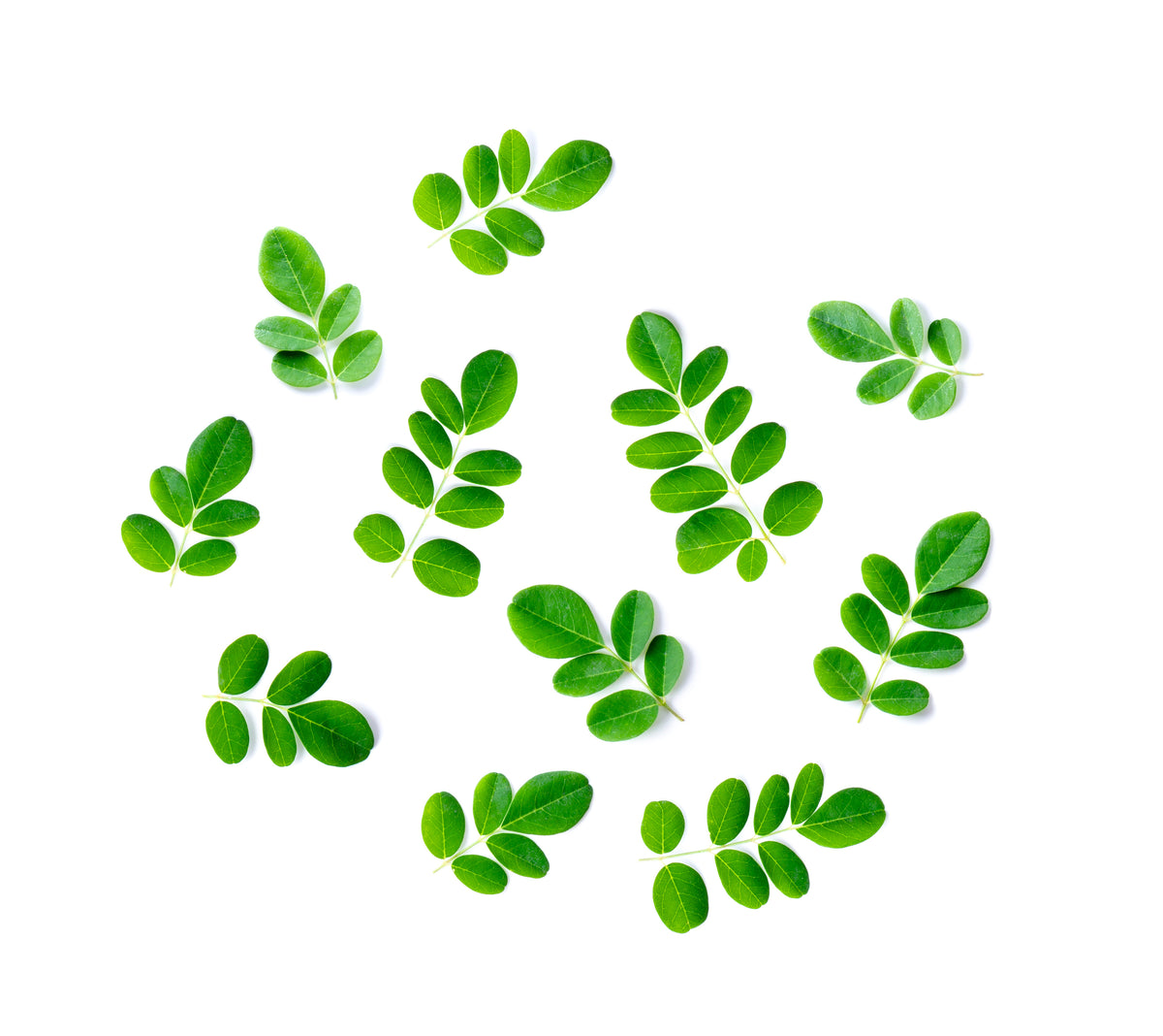 Moringablad (Moringa oleifera) mot vit bakgrund