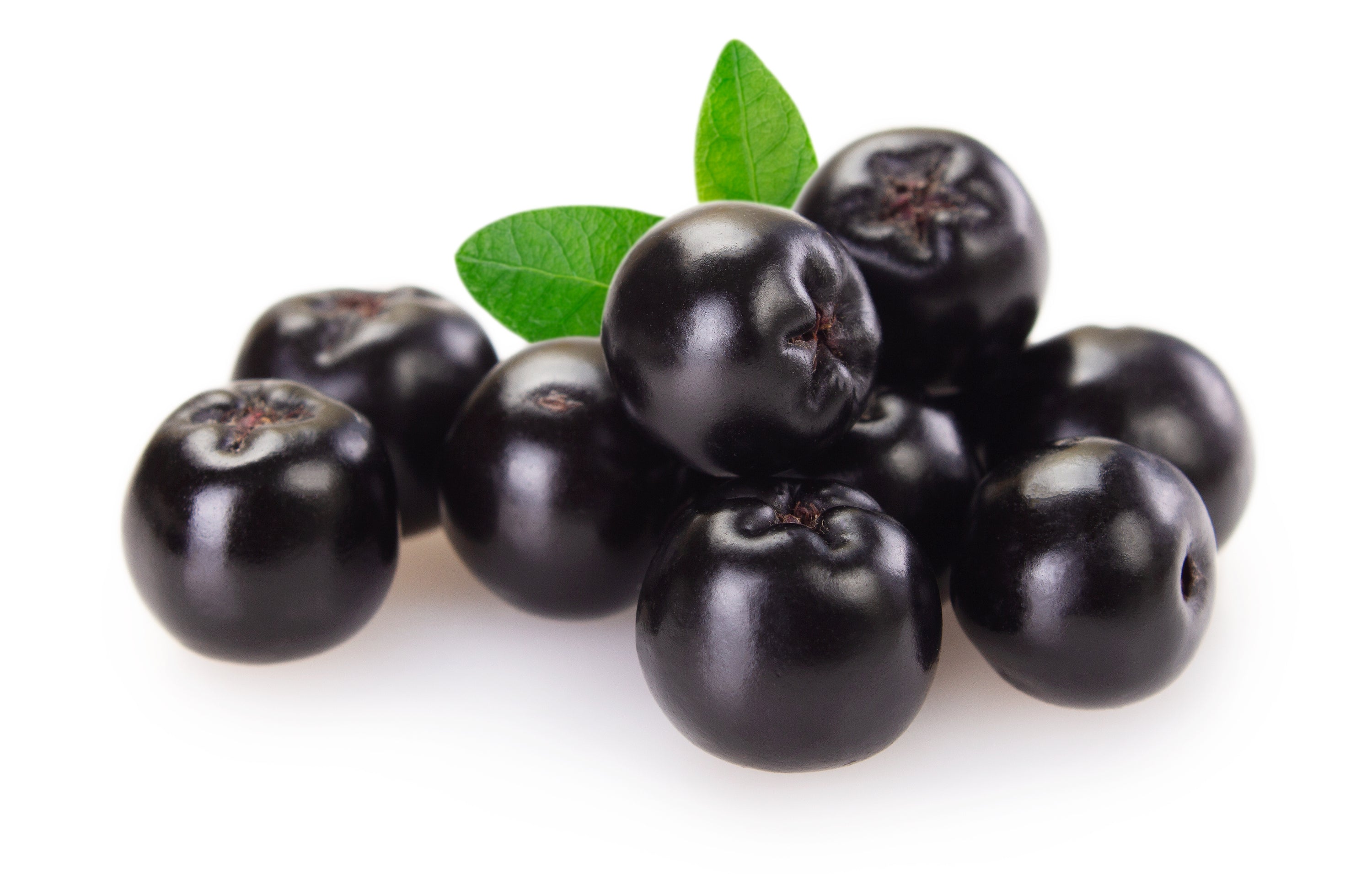 Aroniabär, svartrönn (Aronia melanocarpa), mot vit bakgrund