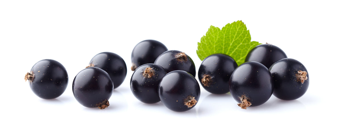 Svarta vinbär (Ribes nigrum) med blad mot vit bakgrund
