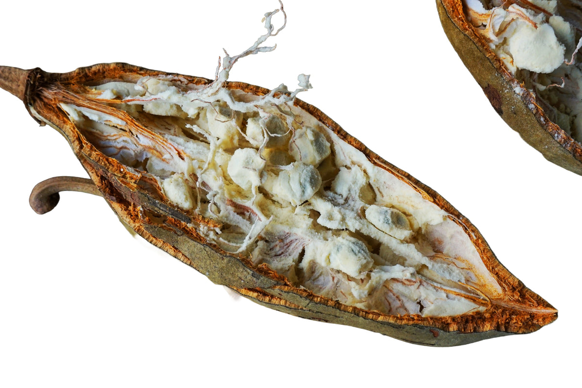 Öppnad baobabfrukt (Adansonia digitata) med torrt fruktkött inuti skalet, mot vit bakgrund