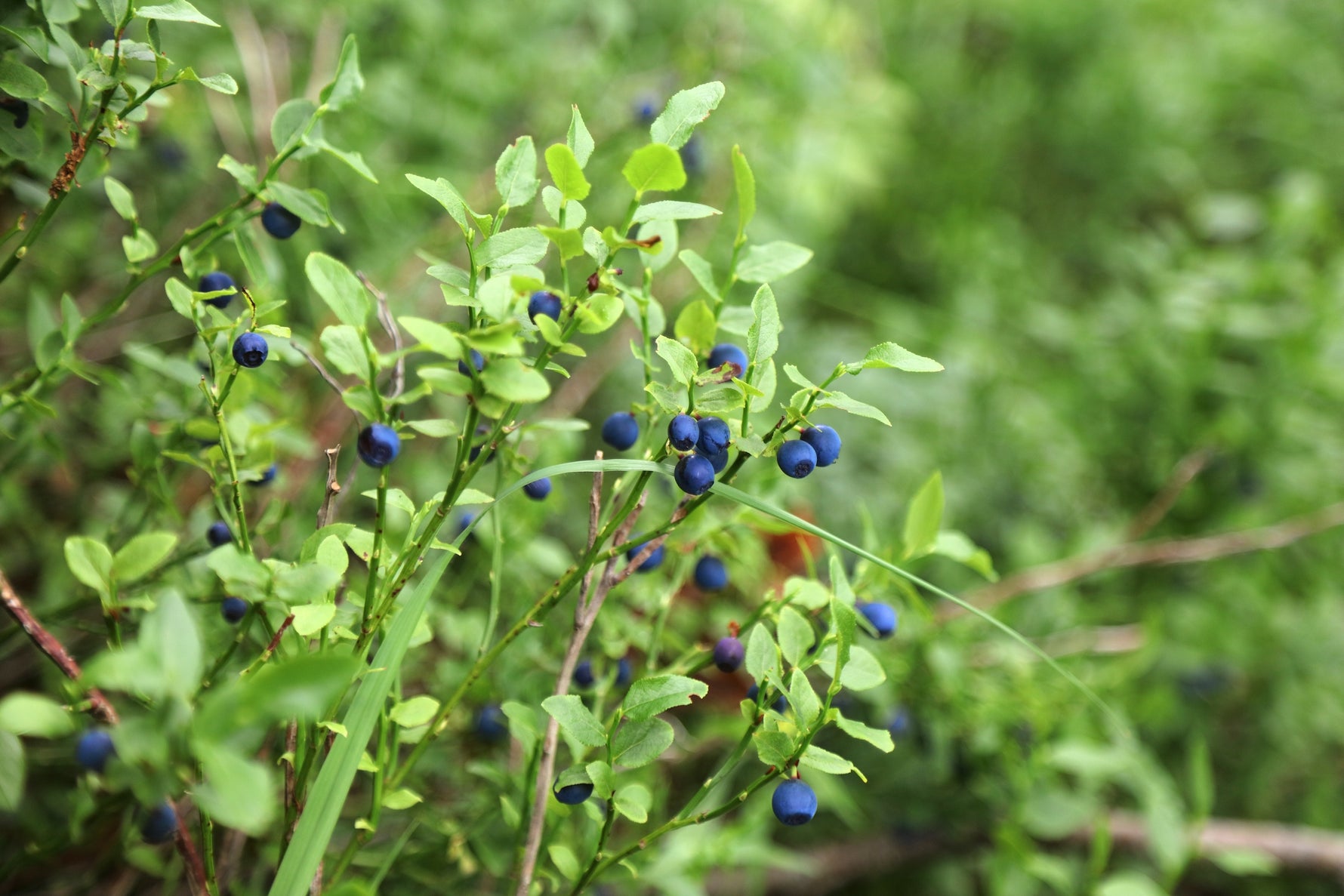 Svenskt skogsblåbär (Vaccinium myrtillus) på riset i skogen