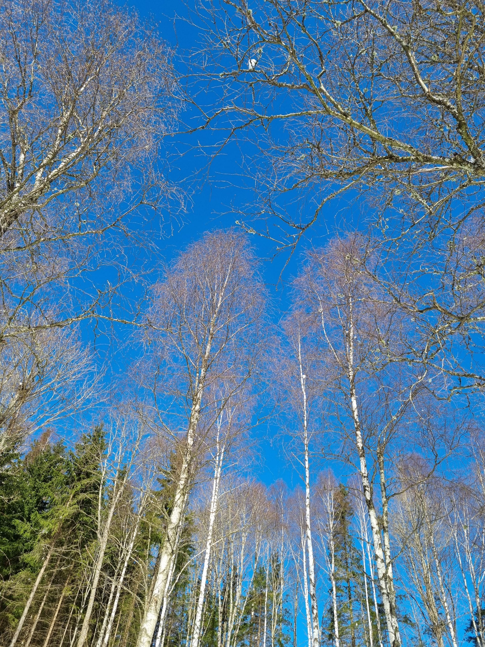 Himmel – Östrogen